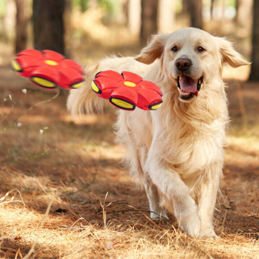[COMPRE 1 LEVE 2] Pet Ball - Um jogo de aventuras para seu bichinho